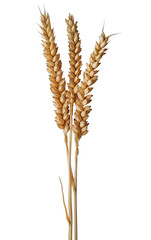 Fototapeta premium Golden Grain: A close-up view of golden wheat stalks, symbolizing harvest, abundance, and the simple beauty of agriculture.