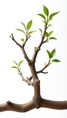 Fototapeta premium Three branches intertwined on a wooden beam on a white background, nature, texture, isolated