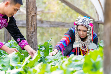 Asian man and woman farmer working in organic vegetable farm. Hill tribe people in traditional...