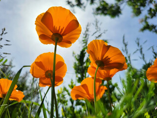 Obraz premium Californian poppies field low angle, for floral, summer and environmental background design