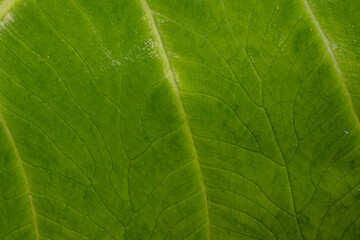 Close-up of a green leaf showing natural texture, veins, and organic pattern. Perfect for backgrounds, nature themes, and eco-friendly designs.