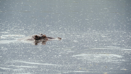 Obraz premium Hippos in Ngorongoro Crater in Tanzania