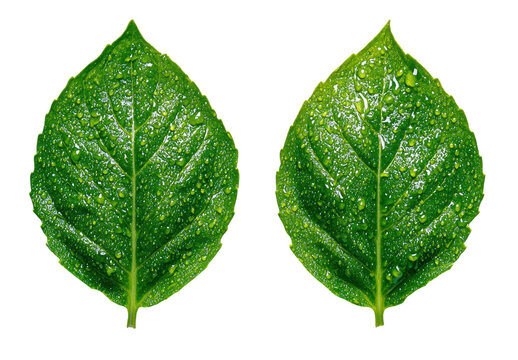 Fresh Green Leaves with Water Drops Isolated on White Background