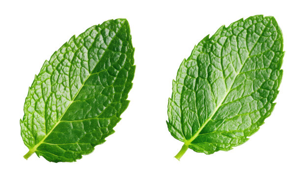 Fresh Green Mint Leaves Isolated on White Background for Cooking