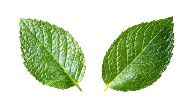 Fresh Green Leaves with Detailed Texture and Vibrant Color Contrast