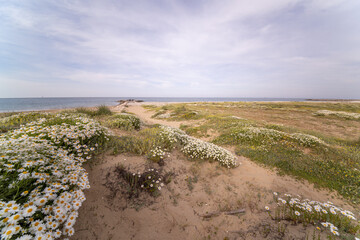 Springtime Coastal Landscape with Wildflowers in Italy