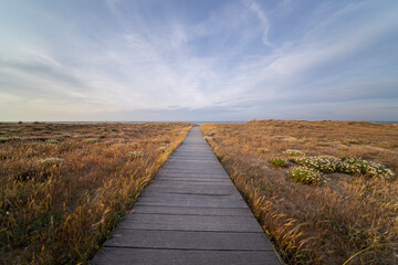 Springtime Coastal Landscape with Wildflowers in Italy
