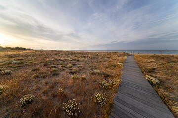 Springtime Coastal Landscape with Wildflowers in Italy