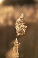 Dry reeds on lake against background of contoured sunlight, cane seeds. Golden reed grass in autumn. Natural background. Minimalistic, stylish, fashionable concept. 