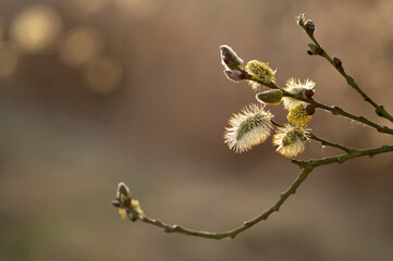 Blooming willow branches on a sunny day. Natural background. 