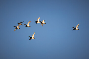  A tufted duck flock flies in the blue sky on a sunny spring day. A skein of tufted ducks is flying in the blue sky on a sunny spring day.