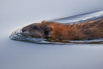 Close-up of a muskrat swimming in the calm water on a spring sunny evening, perpendicular to the camera lens.