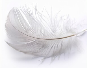 white feather isolated on white background