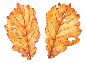 Obraz premium Hand drawn watercolor illustration. Oak autumn leaves painted with watercolor. Bright orange autumn leaves for birthday, wedding, holidays. Any creative projects.