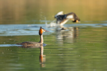 Great crested grebe - Podiceps cristatus - swimming in colorful calm water with landng great creasted grebe in background. Photo from Milcz Ponds in Poland.