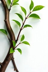 Several branches intertwined on white background, wooden, green, branch