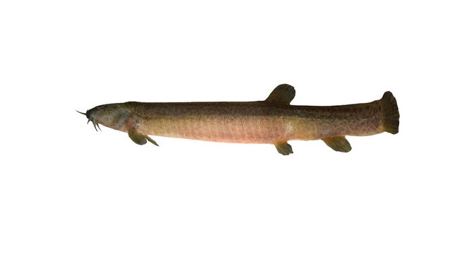 japanese common loach fish animation