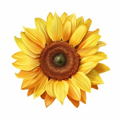 Obraz premium A vibrant sunflower with radiant yellow petals pops against a clean white backdrop, ideal for fresh and cheerful designs.