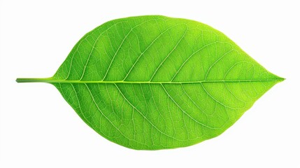 Obraz premium A vibrant green leaf stands alone, showcasing its intricate veins and life against a clean white backdrop.