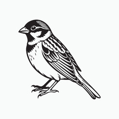 Fototapeta premium house sparrow bird silhouette vector