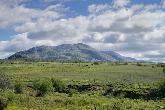 horses grazing in green field with mountains and cloudy sky in background