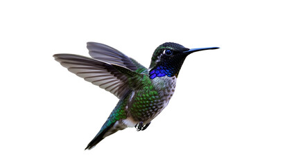 Obraz premium Hummingbird in Flight: Stunning High-Resolution Image