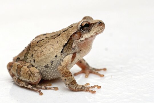  spring peeper toad isolated on white background