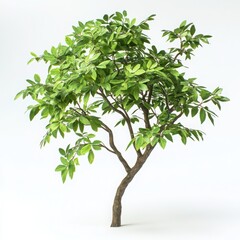 Small tree with green leaves isolated on white background