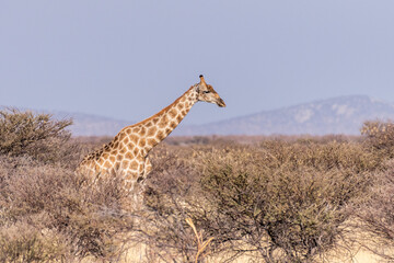 An Angolan Giraffe -Giraffa giraffa angolensis- standing on the plains of Etosha national park, Namibia.