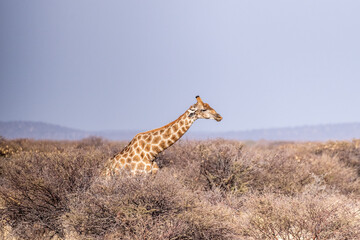 An Angolan Giraffe -Giraffa giraffa angolensis- standing on the plains of Etosha national park, Namibia.
