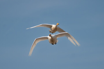 Pair of Whooper swans also known as the common swans - Cygnus cygnus - flying together with blue sky in background. Photo from Milicz Ponds in Poland.