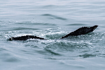 Fototapeta premium Tail fin of a surfacing whale, in Walvis Bay, Namibia.