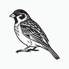 Obraz premium house sparrow bird silhouette vector