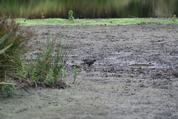Detail of a marsh landscape - D&eacute;tail d'un paysage de marais