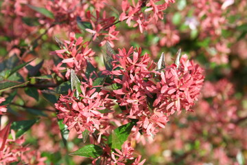 Close up of flowers of Heptacodium miconioides