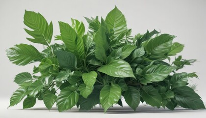 Fototapeta premium Vibrant green leaves, crisp detail, white background, visual, plant