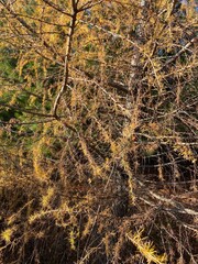 Laricin or American larch branch details - Détails de branche de mélèze Laricin ou mélèze d'amérique