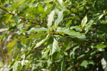 close up of green leaves
