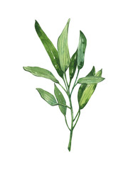 Fototapeta premium Green sage herbal plant isolated on white background. Hand drawn watercolor illistration for your menu, botanical elements for print invitations card wedding, health ingredient plant.
