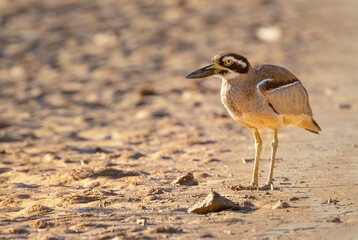 Beach Stone-Curlew ( Esacus magnirostris) endangered species.