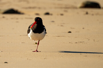 The pied oystercatcher (Haematopus longirostris) on one leg.