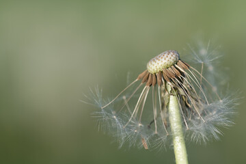 Close-up of a dandelion from which most of the seeds have already flown away. There is space for text in the background.
