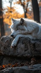 Obraz premium White wolf rests on a rock, autumn leaves blurry