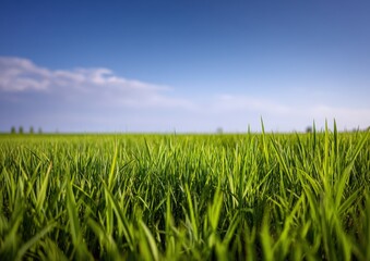 Lush green grass field under a clear blue sky.