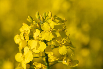 Close-up of yellow flowering rape in the field. The flower glows yellow against a yellow background.