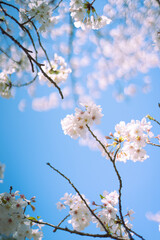 ソメイヨシノと空