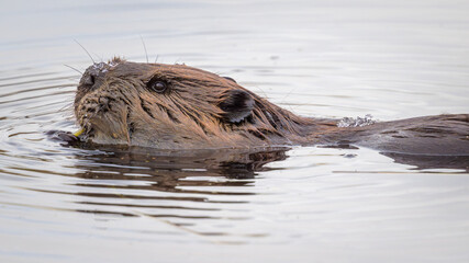 Fototapeta premium Beaver swimming in icy water eating green branch