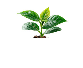 Obraz premium Top moist soil cradle bright plant shoot