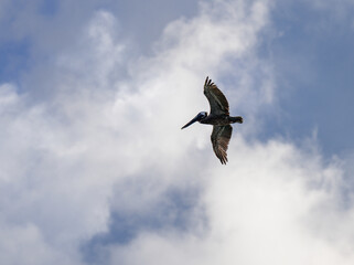 view of a big pelican with completely open wings flying over the ocean to fish