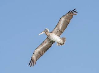 view of a big pelican with completely open wings flying over the ocean to fish against the blue sky